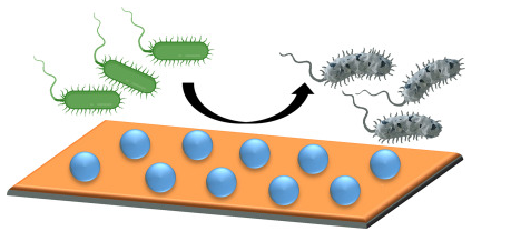 Antimicrobial properties of stainless steel